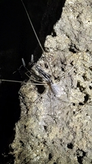 Taracus marchingtoni
