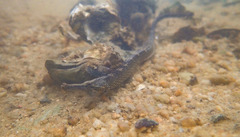 Hippichthys penicillus