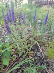 Veronica spicata