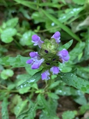 Prunella vulgaris