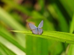 Luthrodes pandava