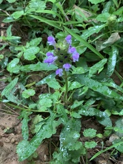 Prunella vulgaris