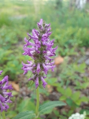 Betonica officinalis