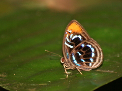 Laxita teneta
