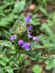 Prunella vulgaris