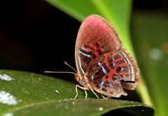 Paralaxita