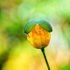 Papaver cambricum