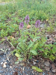 Betonica officinalis