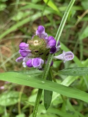Prunella vulgaris