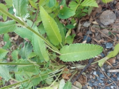 Betonica officinalis