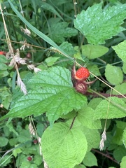 Rubus phoenicolasius