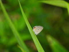 Luthrodes pandava