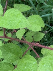 Rubus phoenicolasius