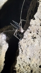 Taracus marchingtoni