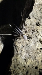 Taracus marchingtoni