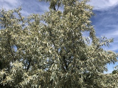 Elaeagnus angustifolia