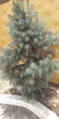 Pinus maximartinezii