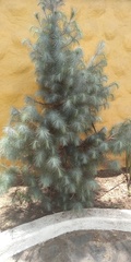 Pinus maximartinezii