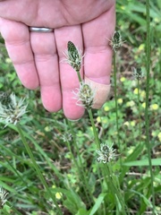 Plantago lanceolata