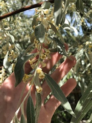 Elaeagnus angustifolia