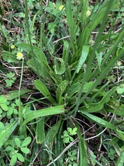 Plantago lanceolata