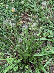 Plantago lanceolata