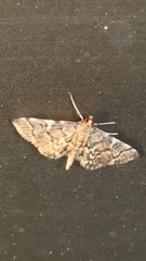 Anageshna