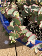 Hylotelephium sieboldii