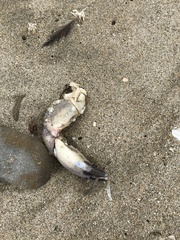 Romaleon antennarium