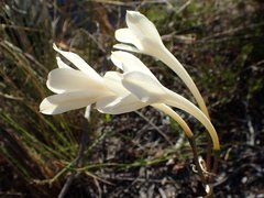 Cyrtanthus leucanthus