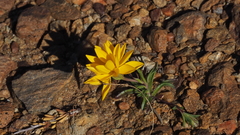 Pentachaeta aurea aurea