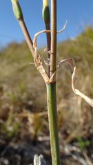 Cyrtanthus leucanthus