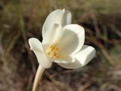 Cyrtanthus leucanthus