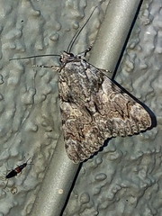 Catocala verrilliana