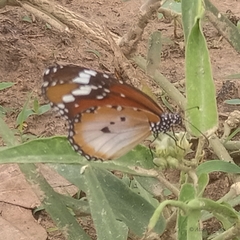 Danaus chrysippus alcippus