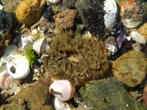 Parabunodactis imperfecta