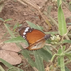 Danaus chrysippus alcippus