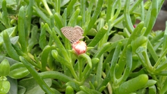 Leptotes trigemmatus