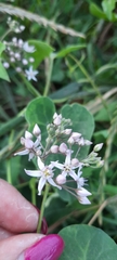 Cynanchum acutum