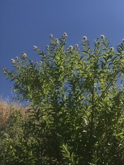 Cephalanthus occidentalis
