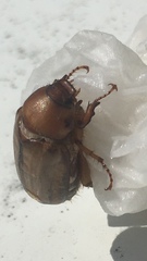 Amphimallon solstitiale