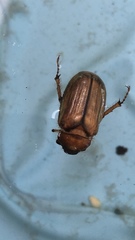 Amphimallon solstitiale