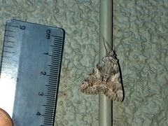 Catocala verrilliana