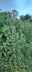 Cirsium arvense vestitum