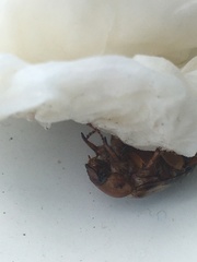 Amphimallon solstitiale