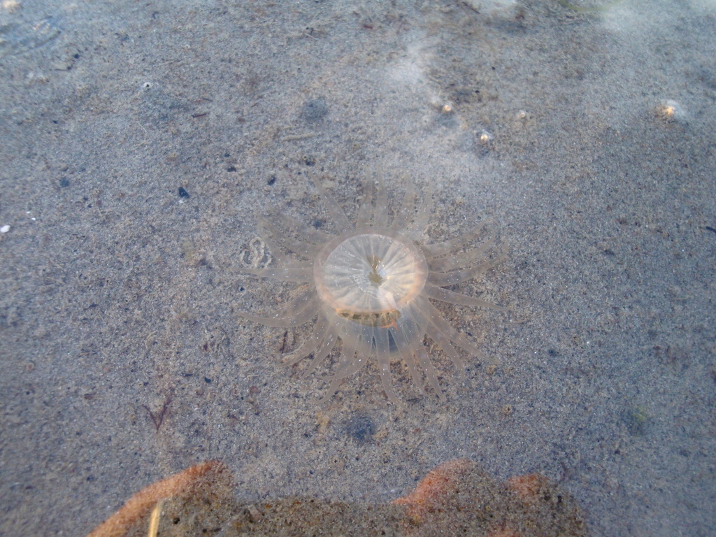 Neoparacondylactis haraldoi