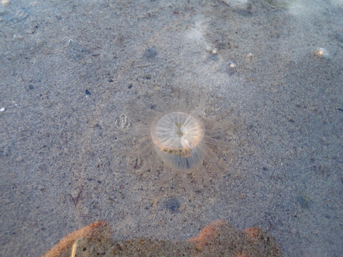 Neoparacondylactis haraldoi