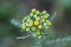 Jacobaea vulgaris dunensis