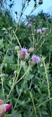 Cirsium arvense vestitum
