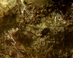 Ercolania viridis image